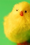 Toy Easter Chick